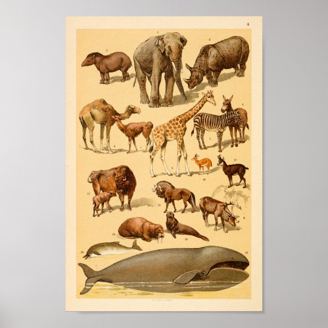 Poster Collection d'animaux sauvages Elephant Giraffe Art (Devant)