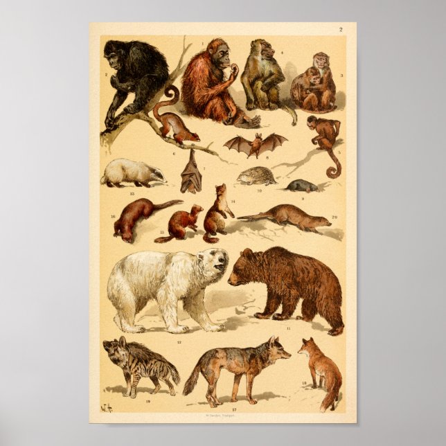 Poster Collection d'animaux sauvages Ours Loup Singes Imp (Devant)