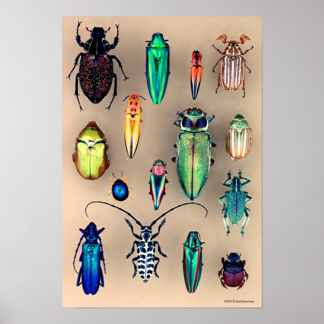 Poster Collection de coléoptères (Devant)