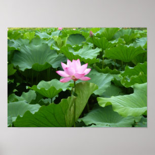 Poster Collection de fleurs : Lotus