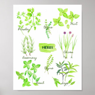 Poster Collection d'herbes aquarelles
