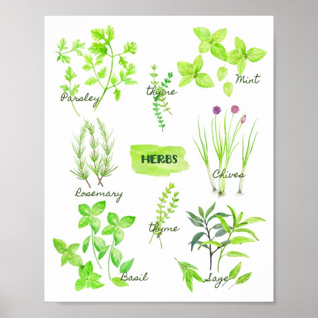 Poster Collection d'herbes aquarelles (Devant)