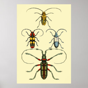 Poster Collection d'insectes de coléoptères