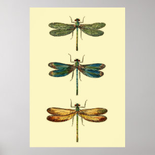 Poster Collection d'insectes de libellules