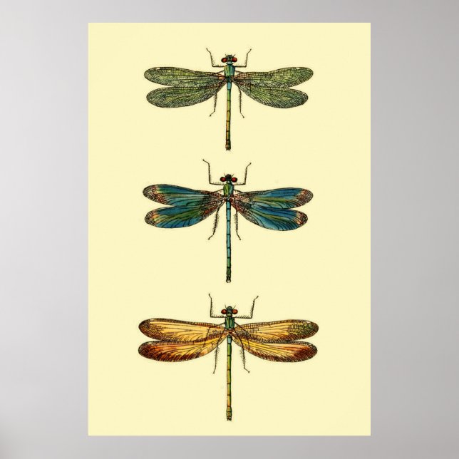 Poster Collection d'insectes de libellules (Devant)