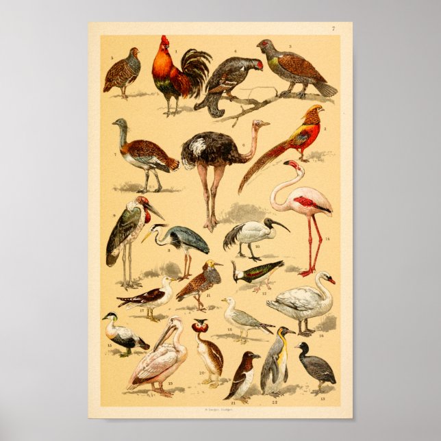 Poster Collection d'oiseaux sauvages Flamant rose Ostrich (Devant)