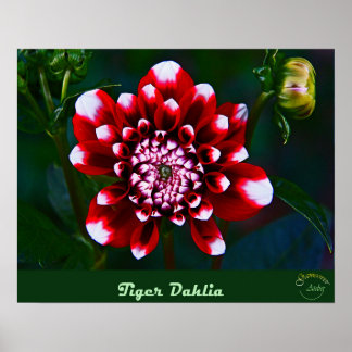 Poster Collection florale vintage -petite dahlia tigre