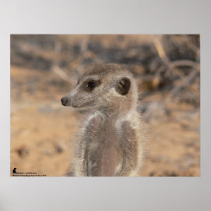 Poster Collection Fluffernutter - Daydreaming