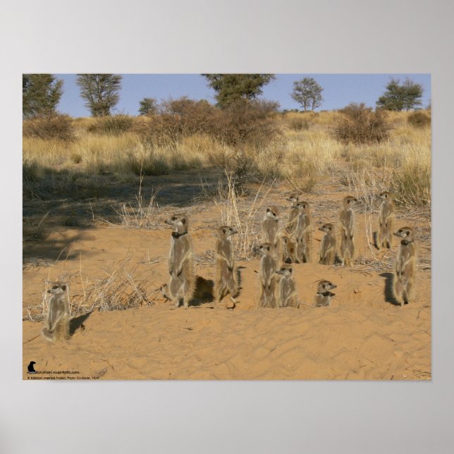 Poster Collection Fluffernutter - Famille (Devant)