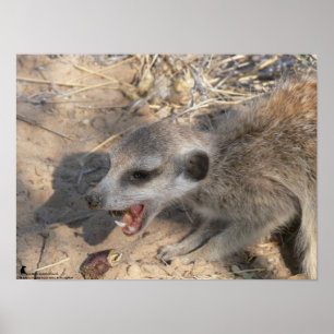 Poster Collection Fluffernutter - Manger