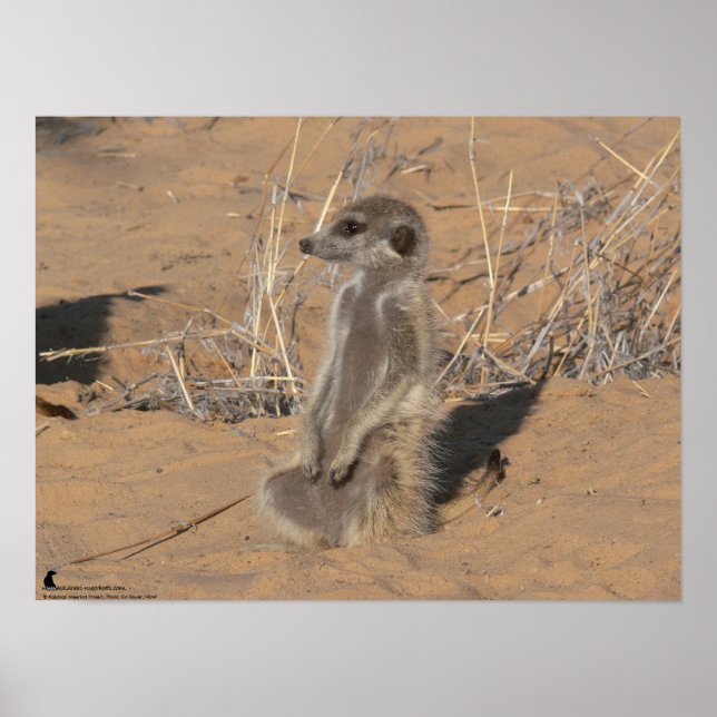 Poster Collection Fluffernutter - Sunning (Devant)