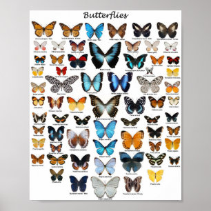 Poster - Collection Papillons