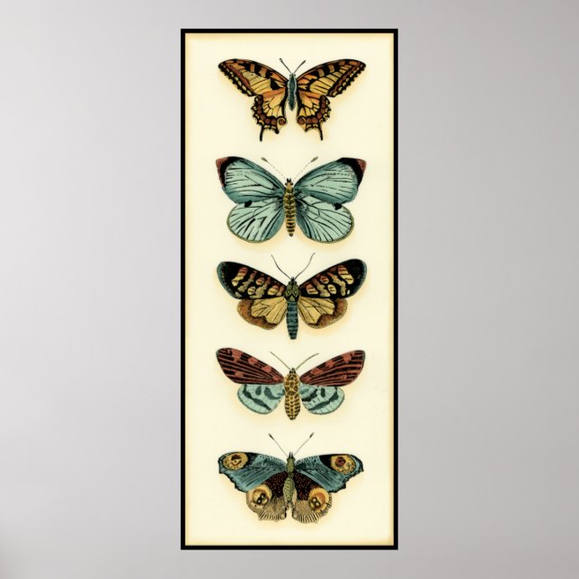 Poster Collection Papillons par Chariklia Zarris (Devant)
