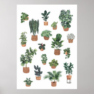 Poster Collection Plante 6