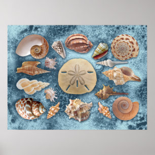 Poster Collection Seashells