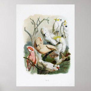 Poster collection vintage 1848 d'impression de perroquet