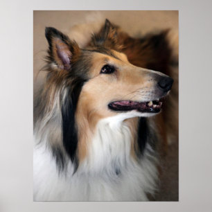 Poster Collie