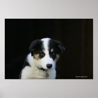 Poster Collie Collie Puppy vieille frontière de 12 semain