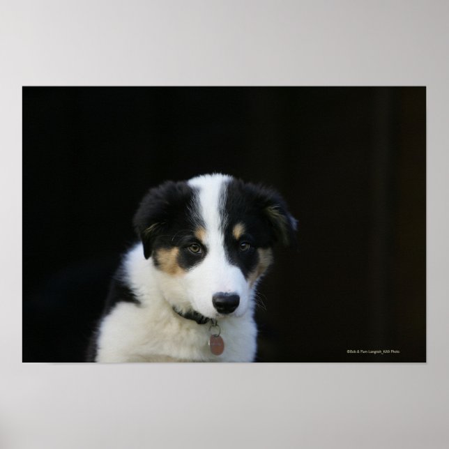 Poster Collie Collie Puppy vieille frontière de 12 semain (Devant)