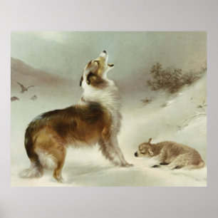 Poster Collie et mouton