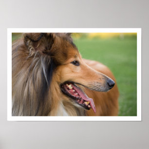 Poster Collie Face