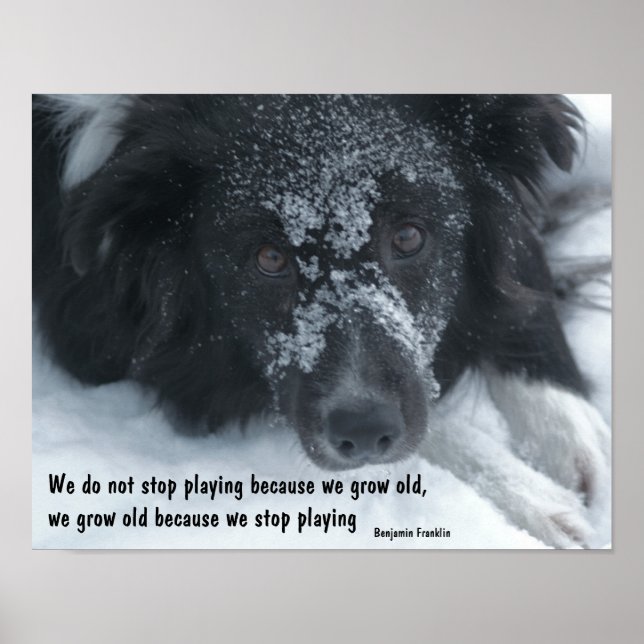 Poster Collie frontalier de l'ancien devis inspirationnel (Devant)