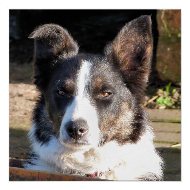 POSTER COLLIE FRONTALIÈRE (Devant)