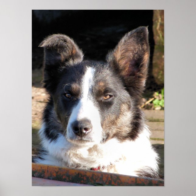 POSTER COLLIE FRONTALIÈRE (Devant)
