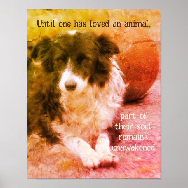 Poster Collie Frontière Et Chien À Balle Art Inspiration (Devant)