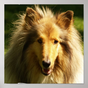 Poster Collie Lassie Chien Imprimer