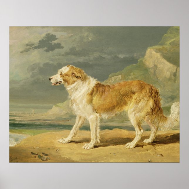 Poster Collie rough coated, 1809 (oil on board) (Devant)