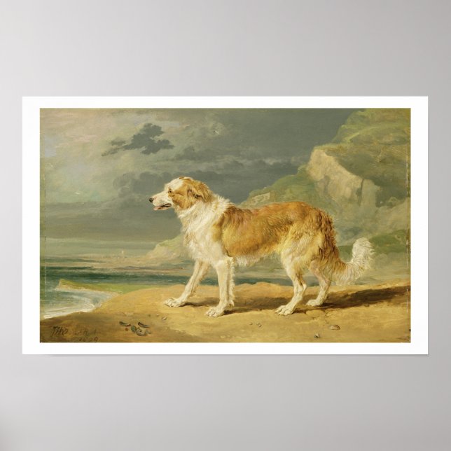 Poster Collie rough coated, 1809 (oil on board) (Devant)