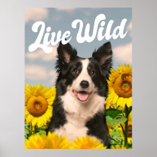 Poster Collie sauvage de la frontière en direct dans les