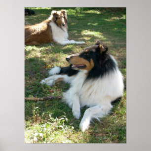 Poster Collies Au Repos -Poster