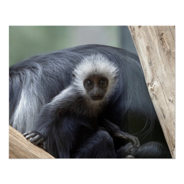 Poster Colobus polykomos (Devant)