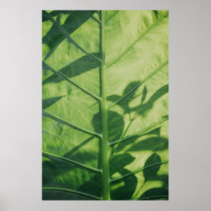 Poster Colocasia feuille esculenta
