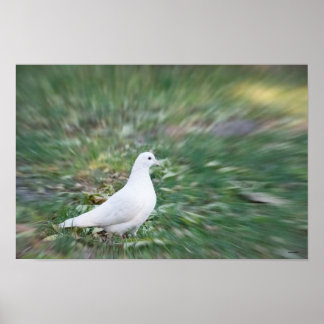 Poster Colombe blanche