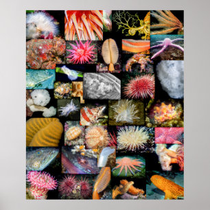 Poster Colombie-Britannique Marine Life Collage