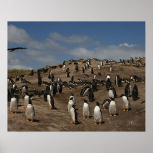 Poster colonie de Penguin Gentoo (Pygoscelis papua) sur l