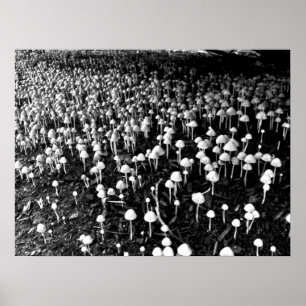 Poster Colonie des champignons noirs et blancs
