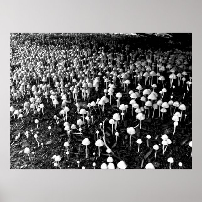 Poster Colonie des champignons noirs et blancs (Devant)