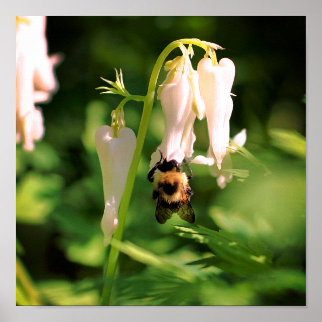 Poster Colonne Blanche Fleur Et Abeille Bumble (Devant)