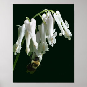 Poster Colonne Blanche Fleur Et Abeille Bumble