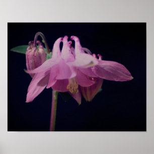 Poster Colonne rose intense - Fleur de fond
