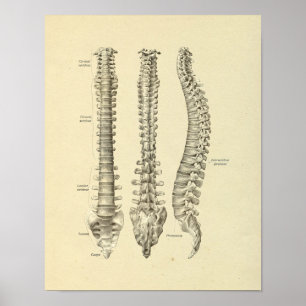 Poster Colonne vertébrale Anatomie des os Imprimer