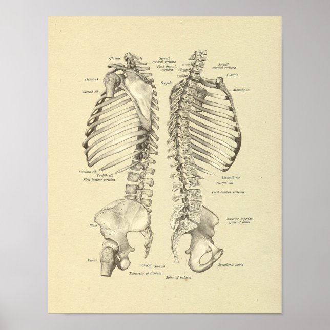 Poster Colonne vertébrale Anatomie des os Imprimer (Devant)