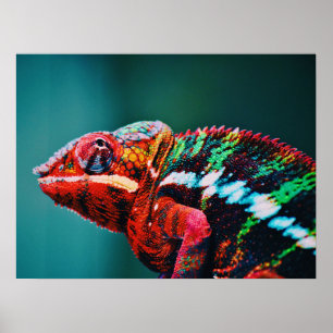 Poster Color Changing Rainbow Chameleon Reptile