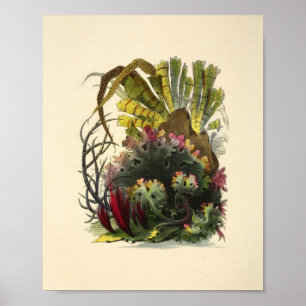 Poster Color Corail Art Ocean Garden Art Imprimer