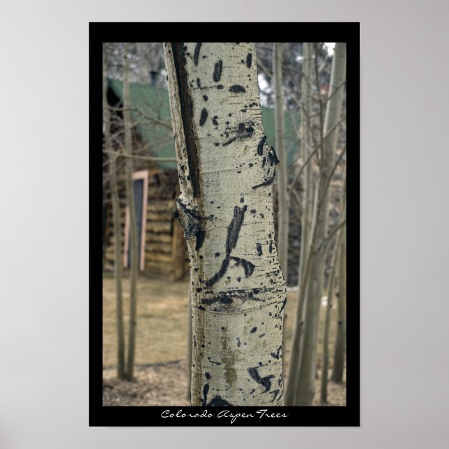 Poster Colorado Aspen Trees (Devant)