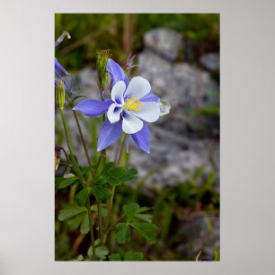 Poster Colorado Columbine
